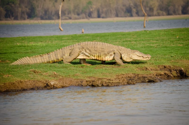 Wildlife photograph