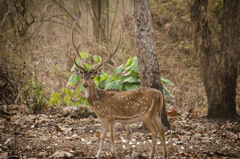 Wildlife photograph