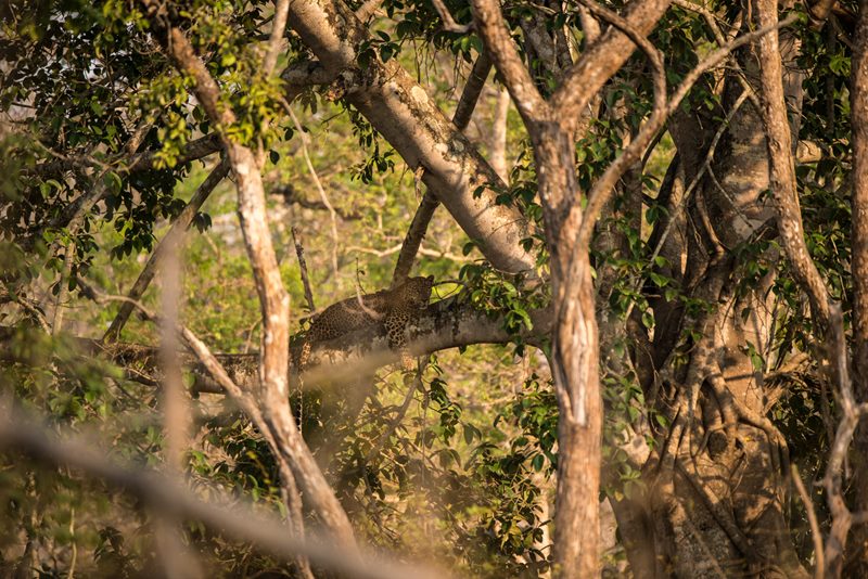 Wildlife photograph