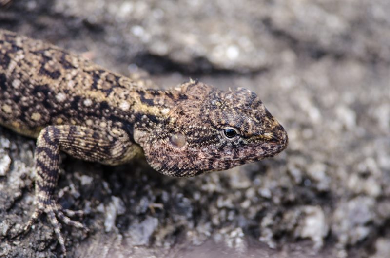 Wildlife photograph