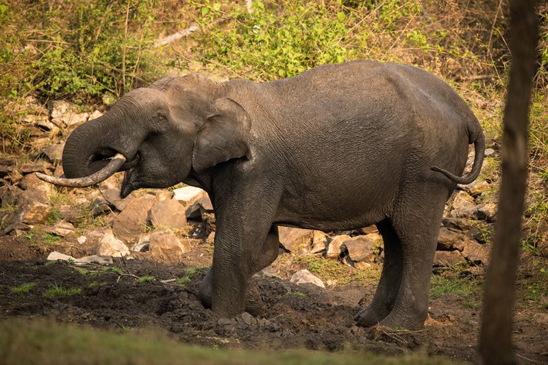 Wildlife photograph