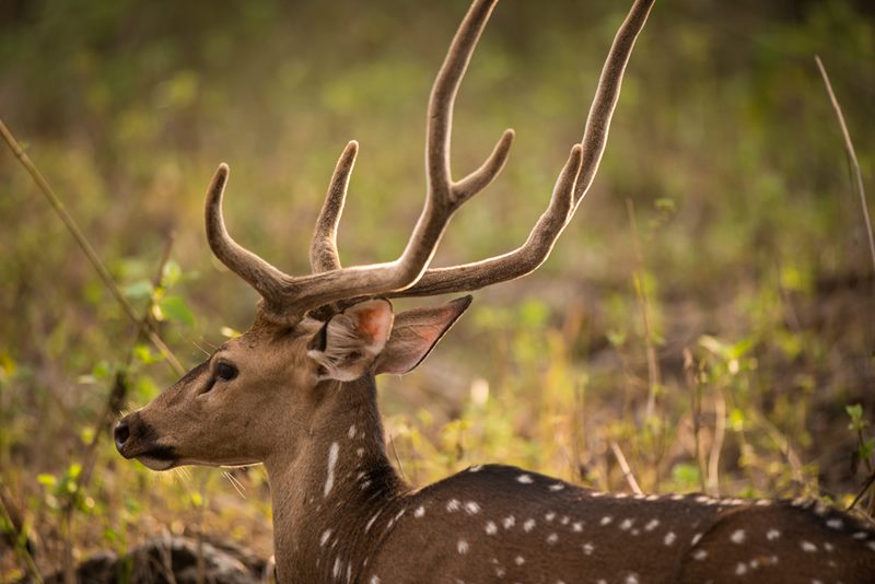 Wildlife photograph