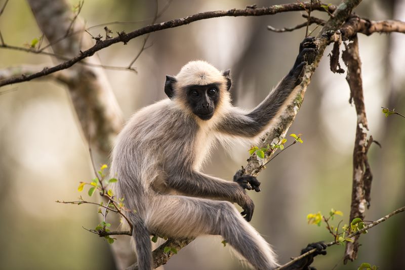 Wildlife photograph