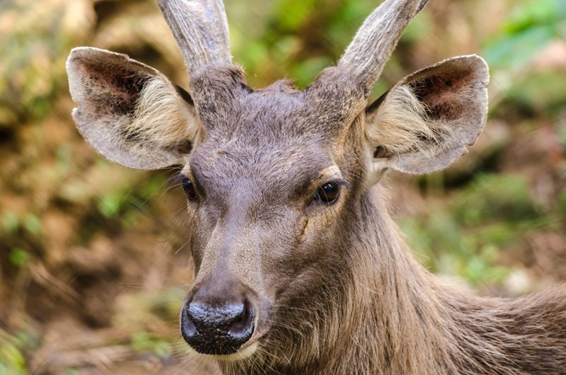 Wildlife photograph