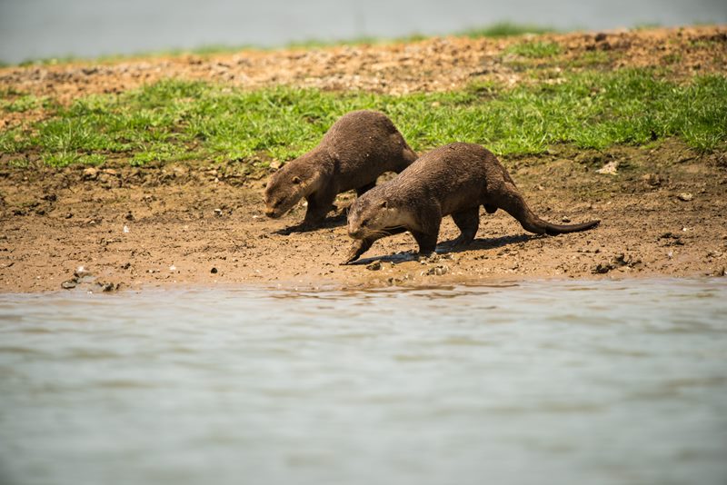 Wildlife photograph