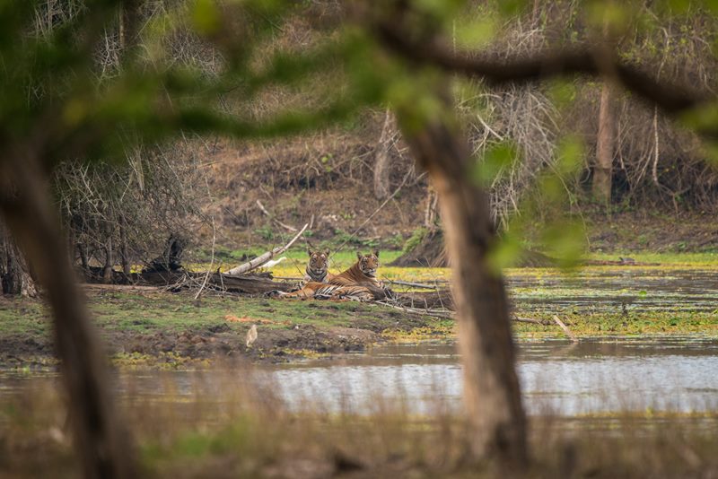 Wildlife photograph