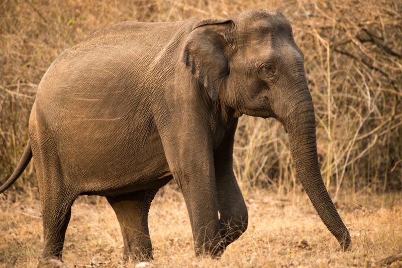 Wildlife photograph