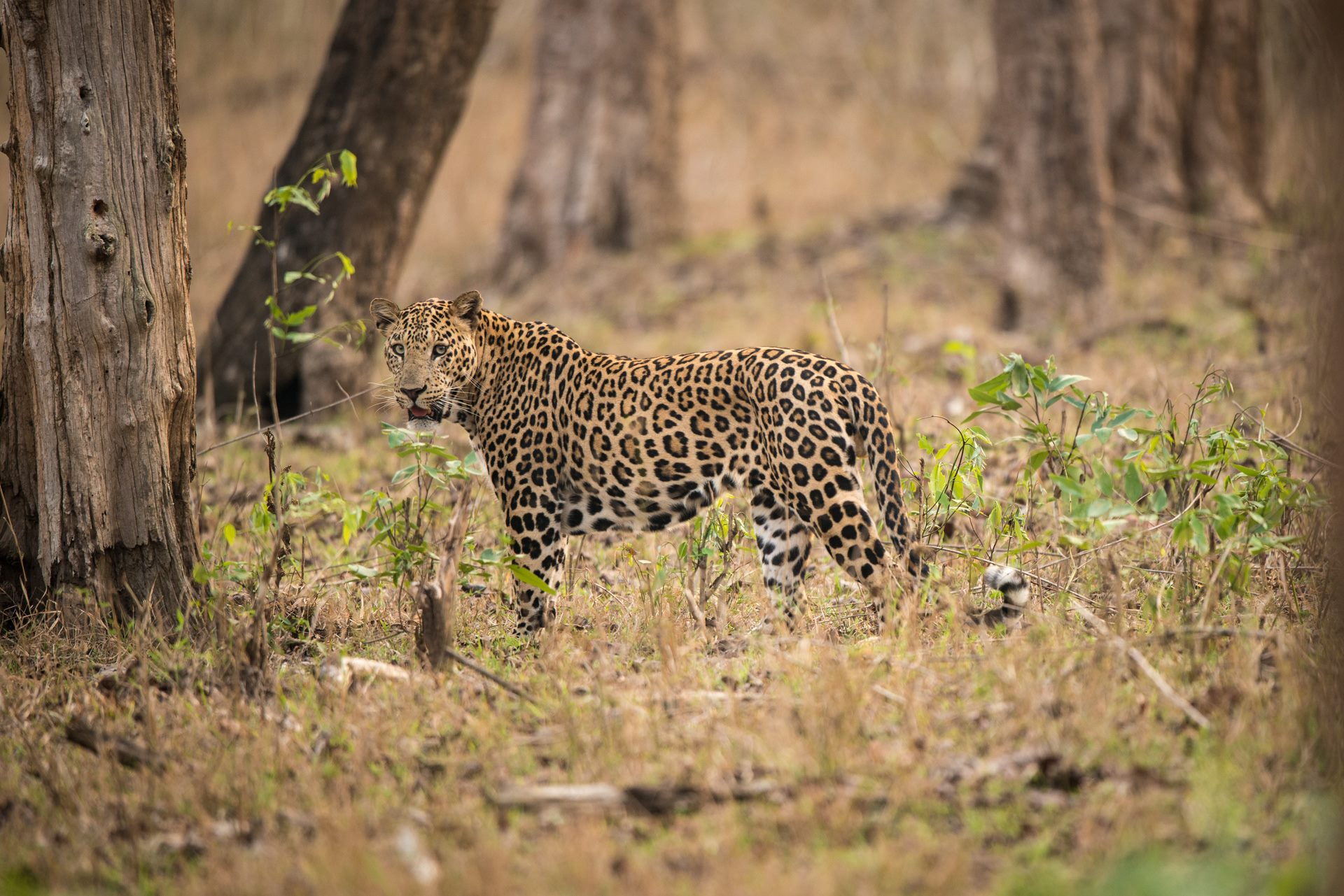 Wildlife photograph
