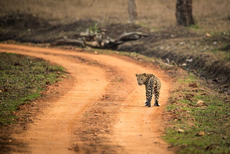 Wildlife photograph