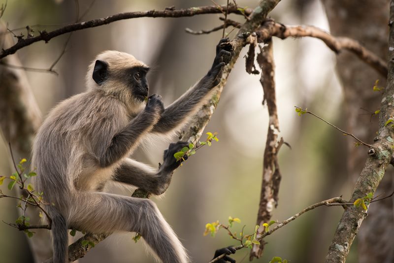Wildlife photograph