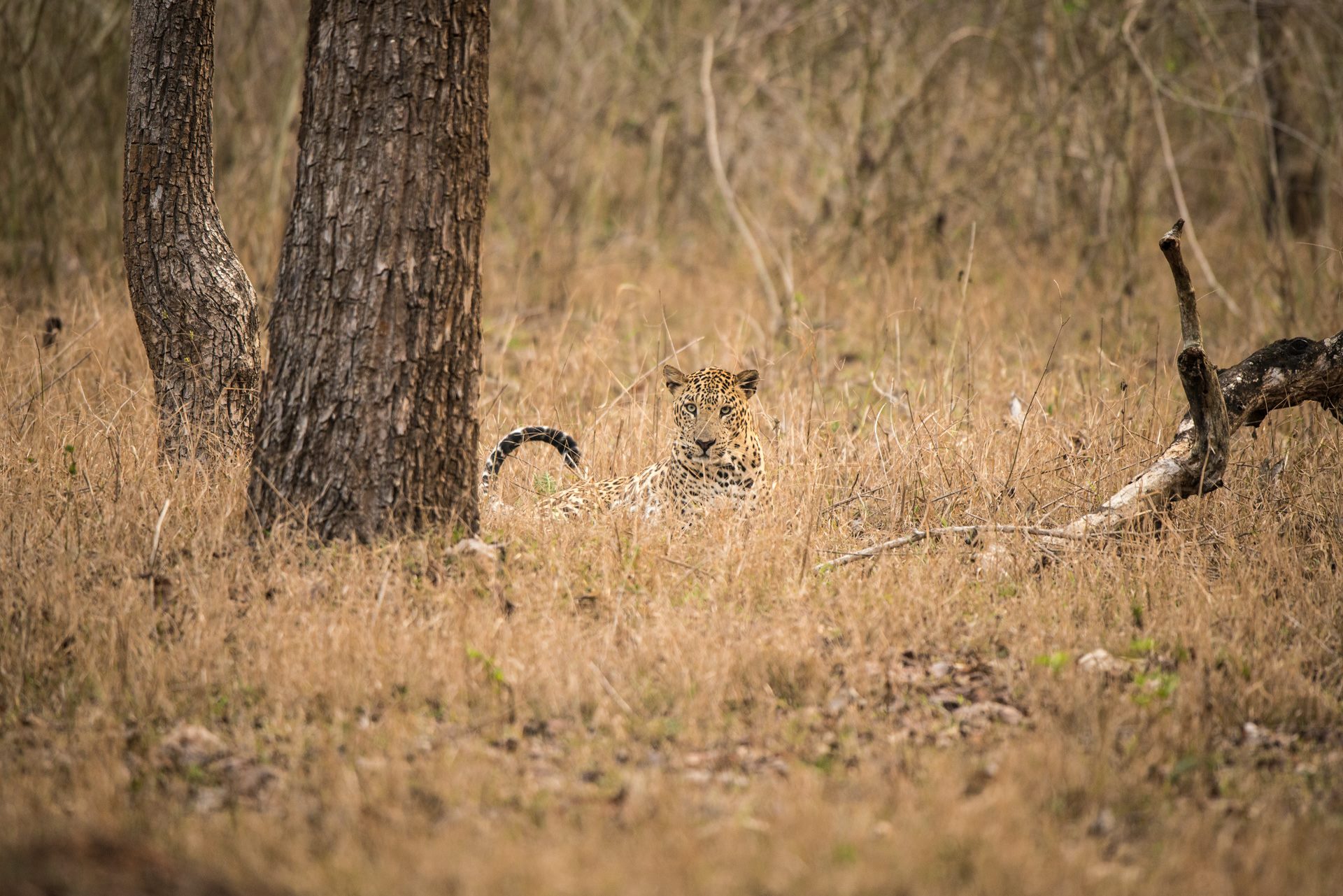 Wildlife photograph