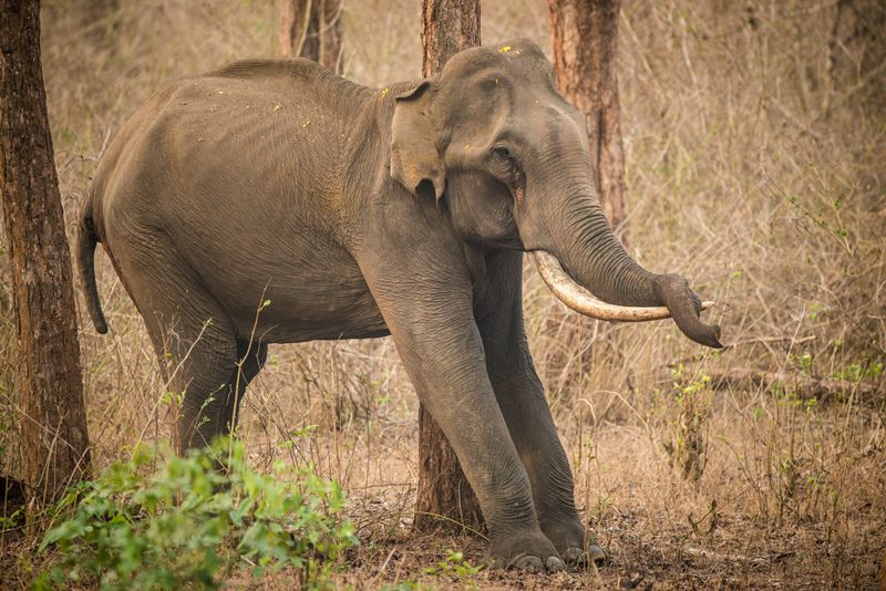 Wildlife photograph