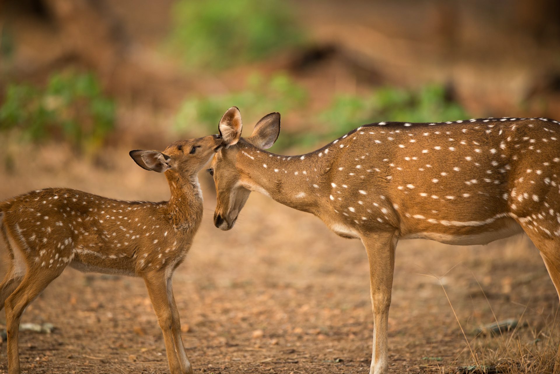 Wildlife photograph