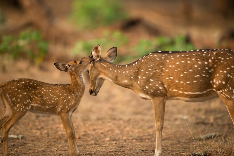 Wildlife photograph