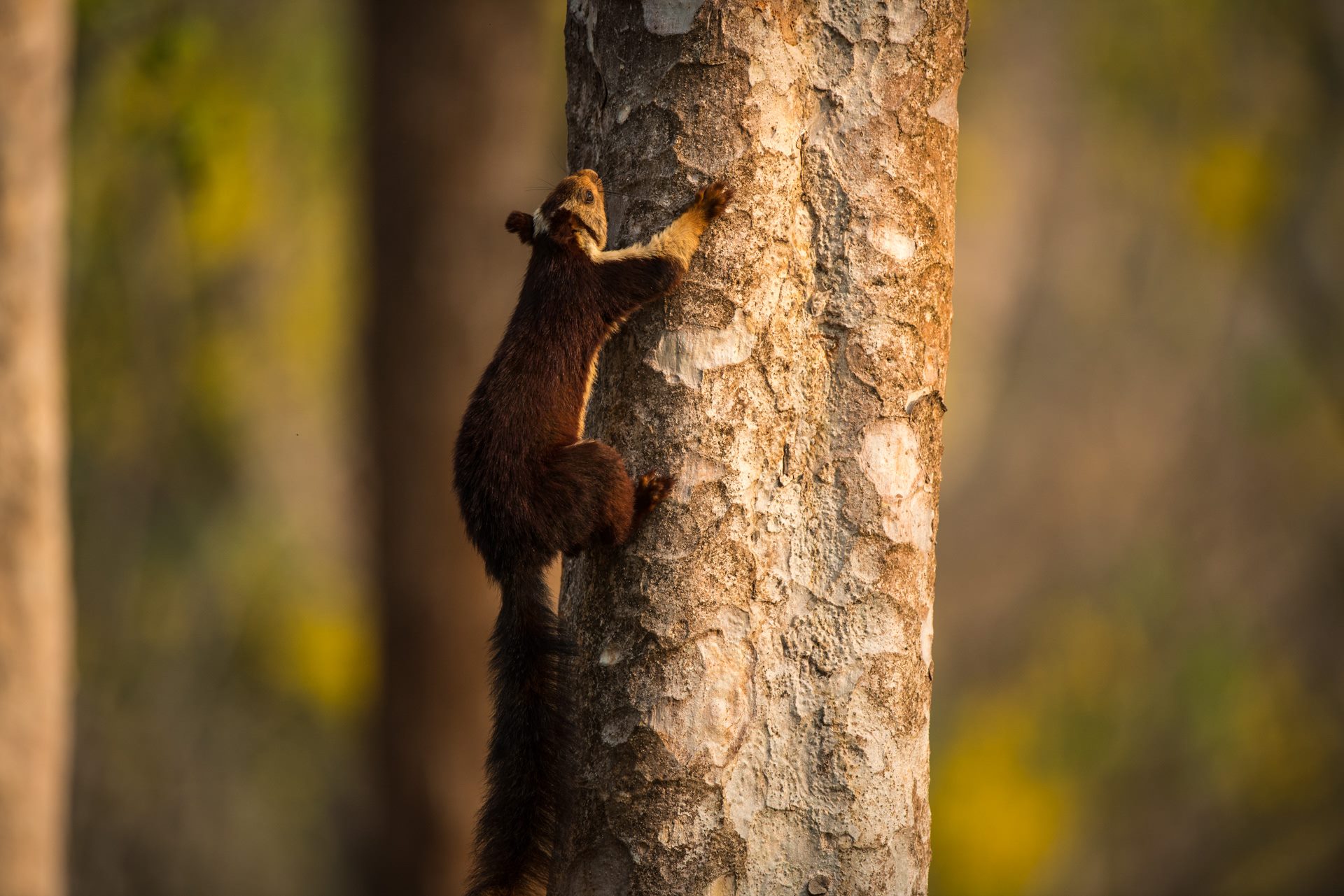 Wildlife photograph