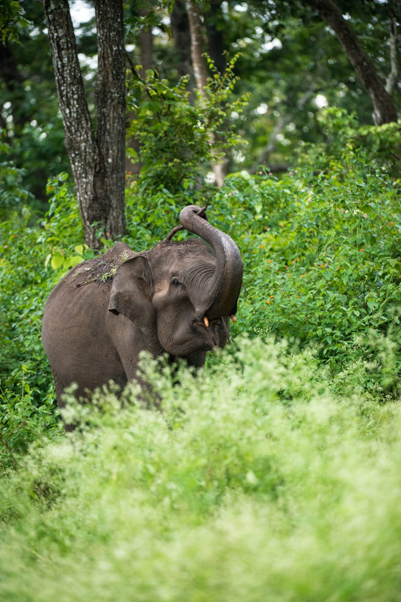 Wildlife photograph