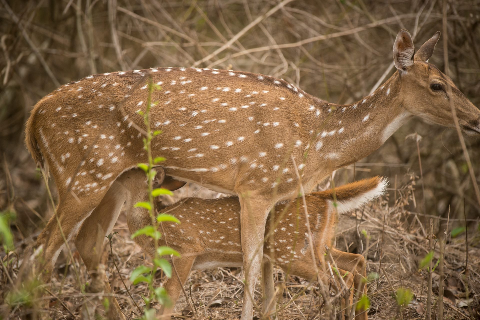Wildlife photograph