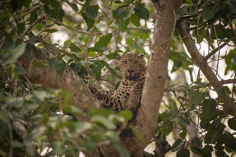 Wildlife photograph