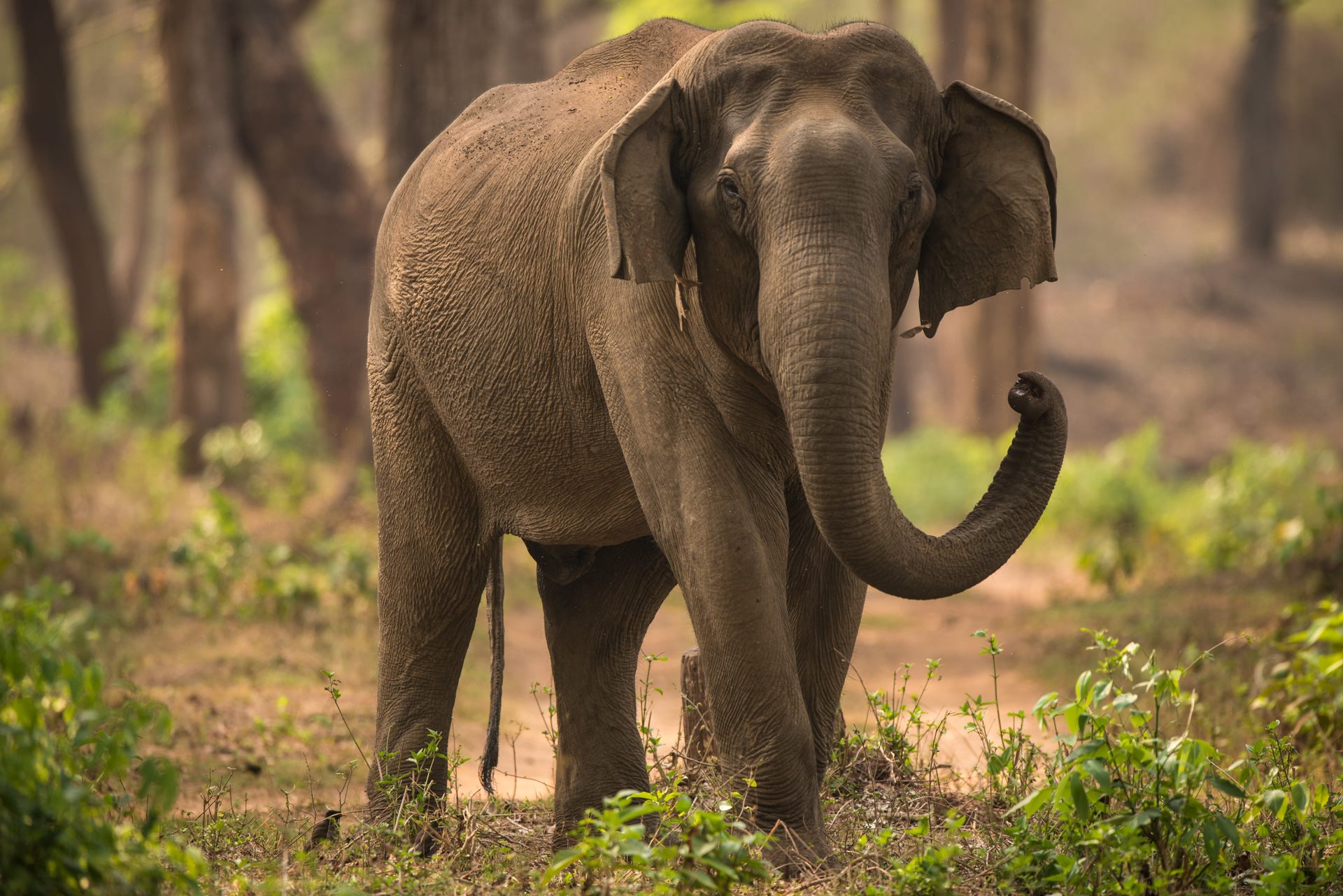 Wildlife photograph