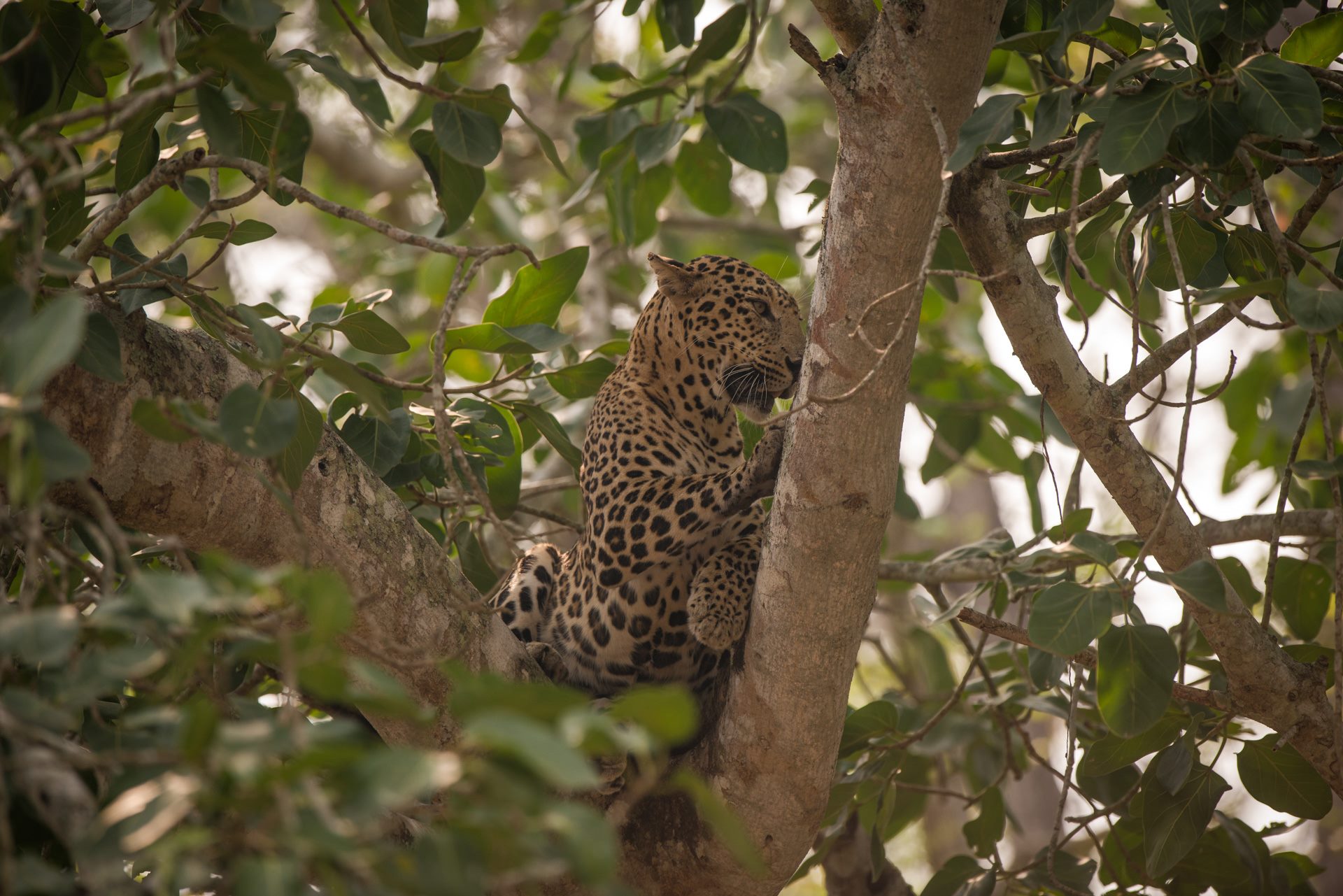 Wildlife photograph