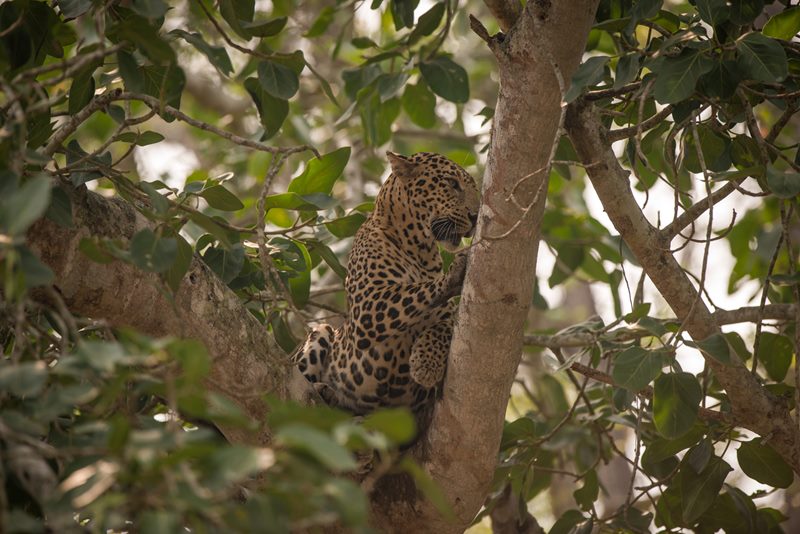 Wildlife photograph