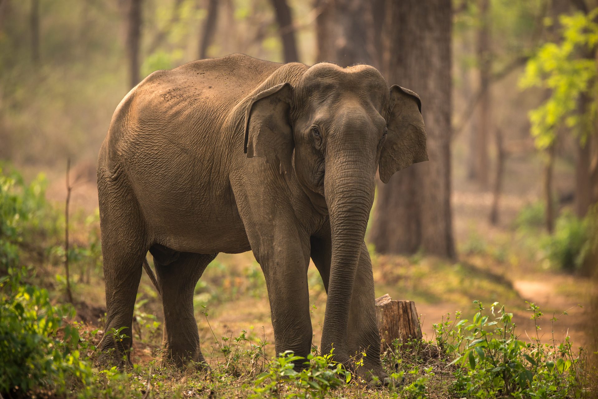 Wildlife photograph