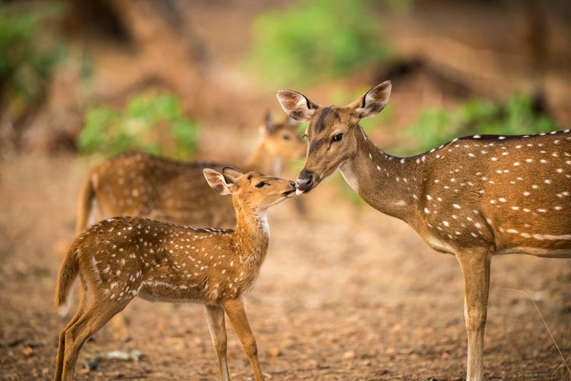 Wildlife photograph