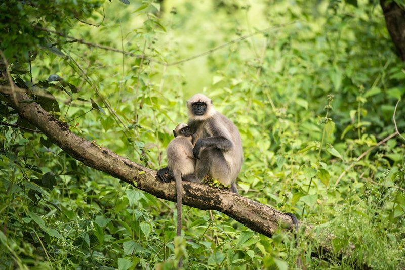 Wildlife photograph