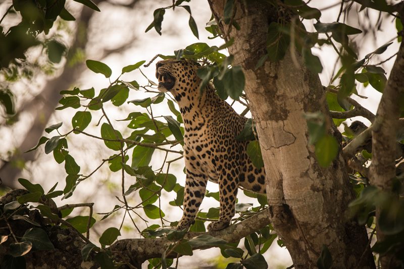 Wildlife photograph