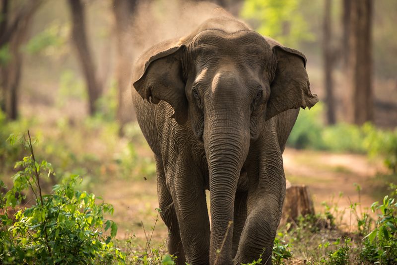 Wildlife photograph