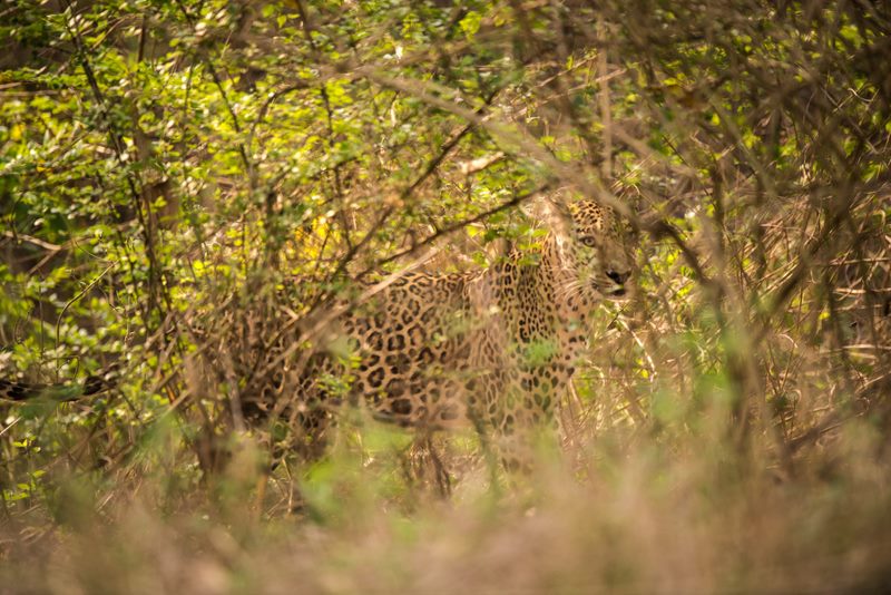 Wildlife photograph