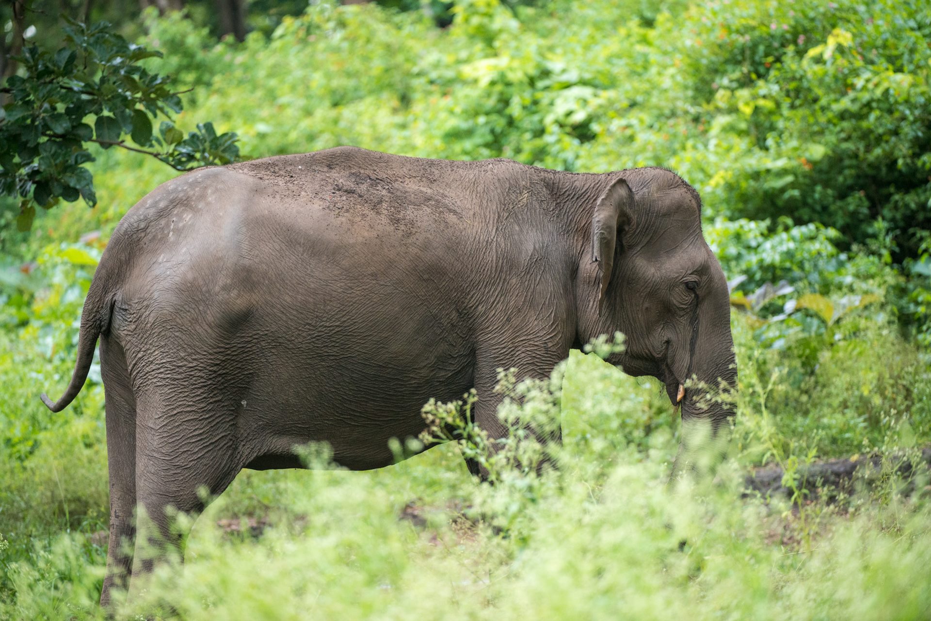 Wildlife photograph