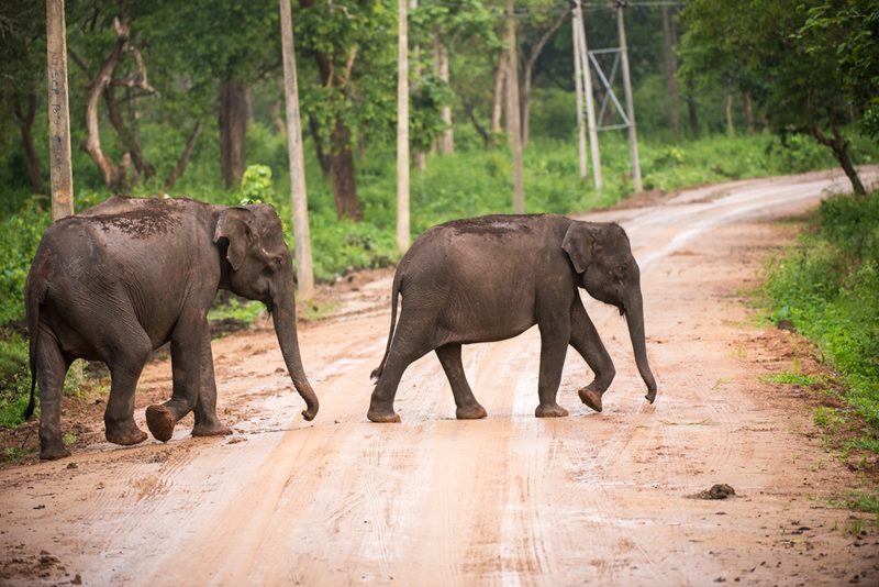 Wildlife photograph