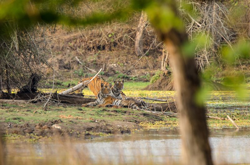 Wildlife photograph