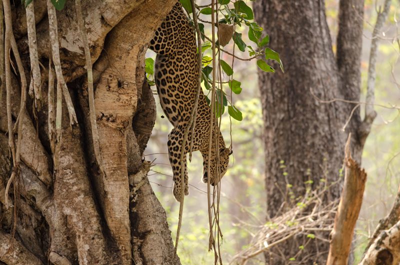 Wildlife photograph