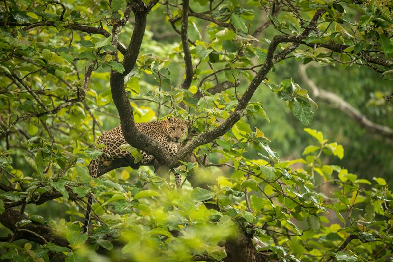 Wildlife photograph