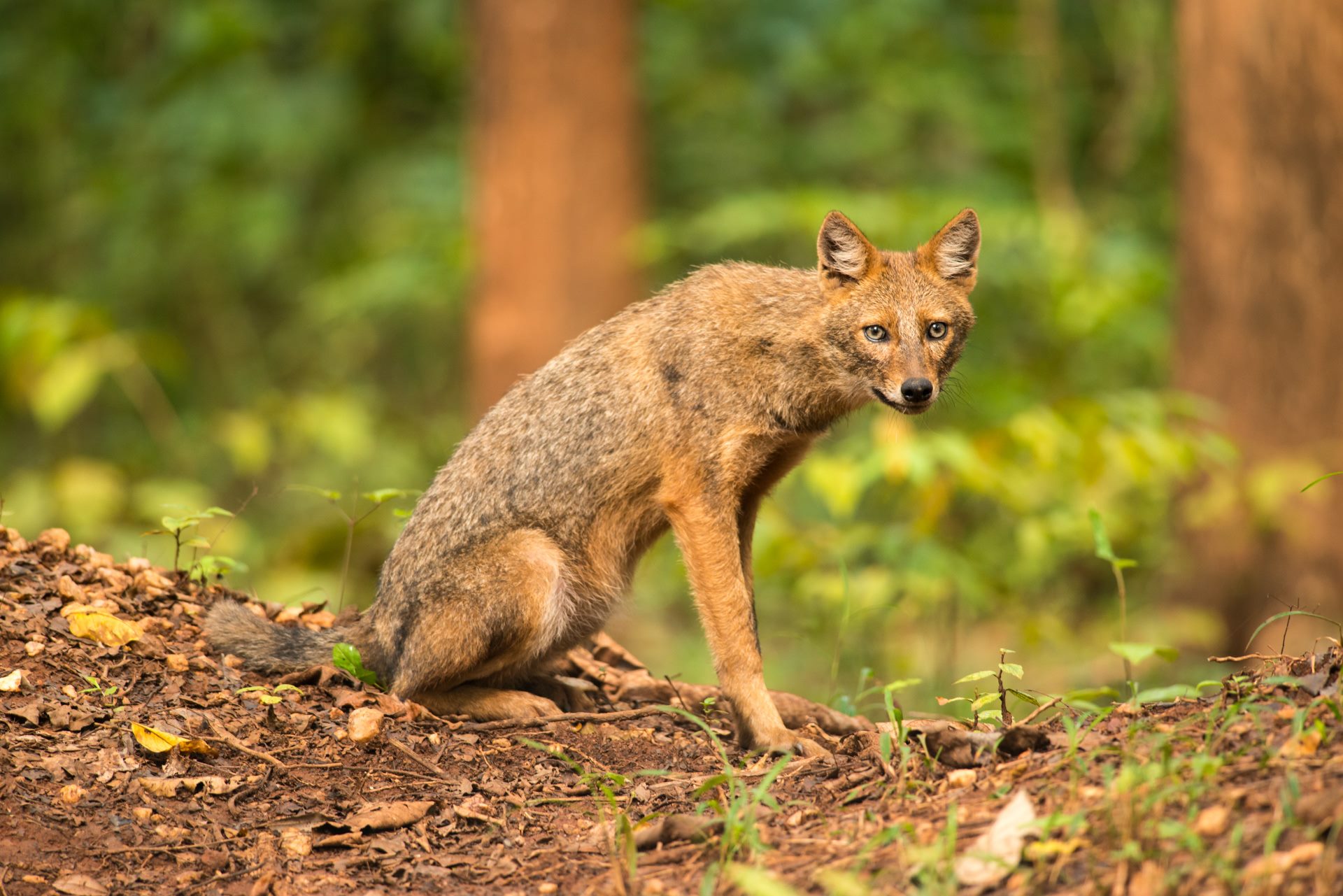 Wildlife photograph