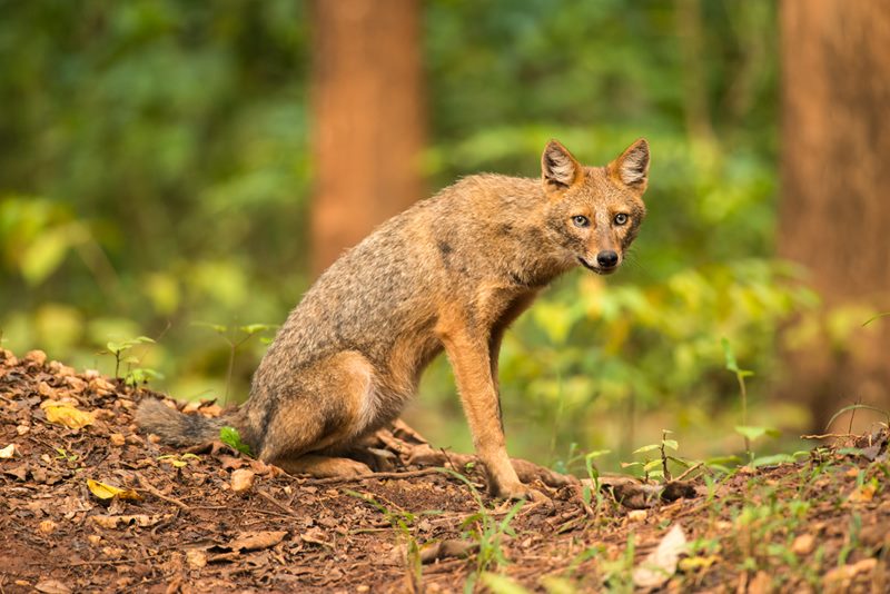 Wildlife photograph