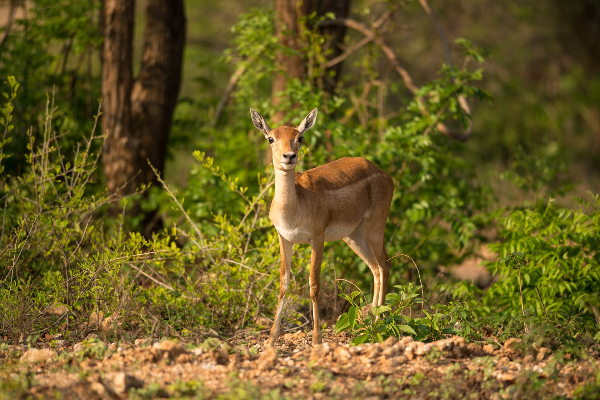 Wildlife photograph