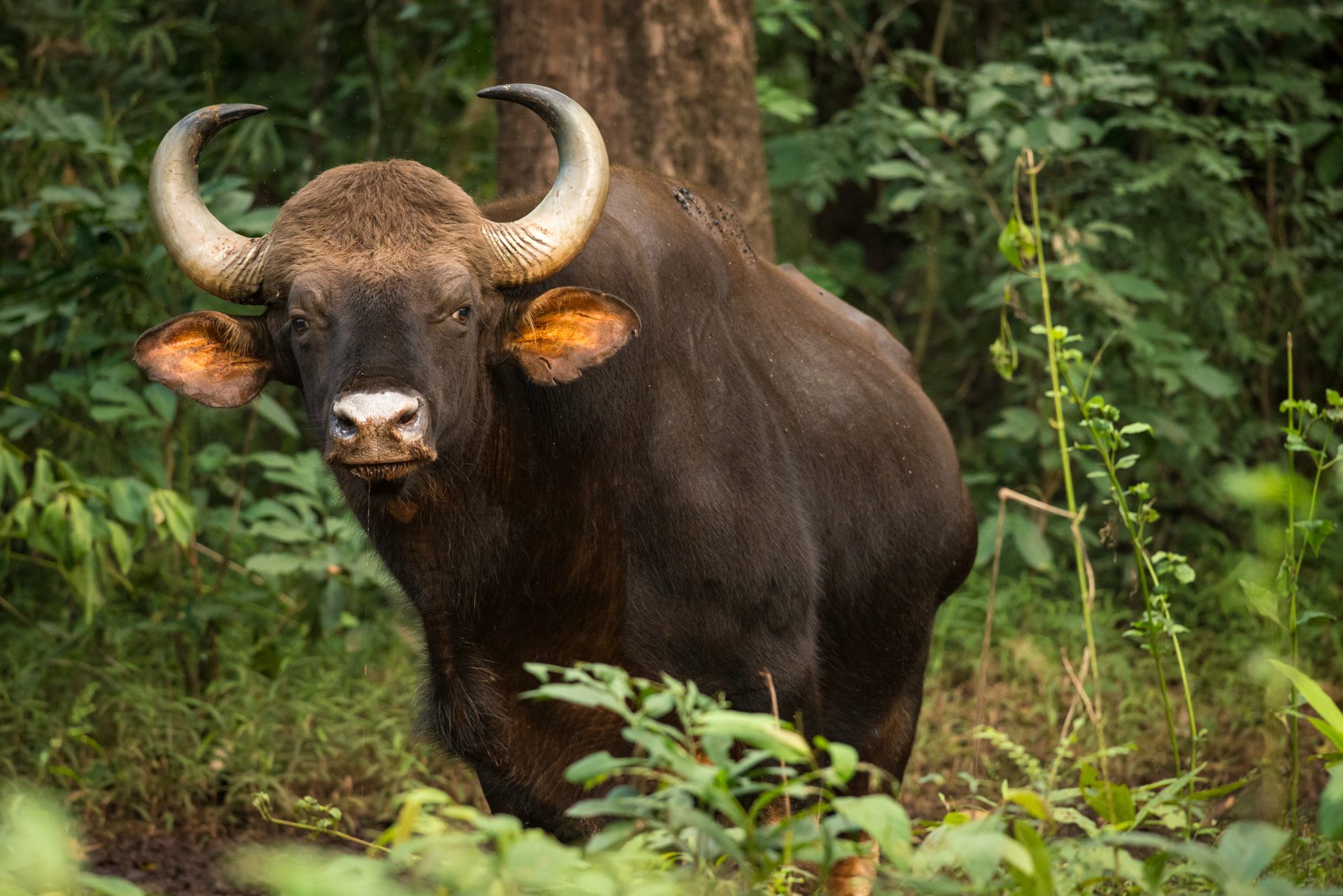 Wildlife photograph