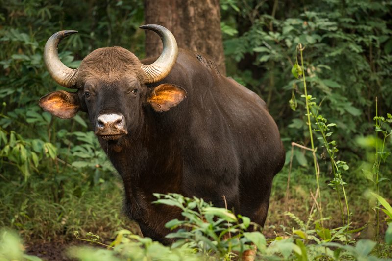 Wildlife photograph