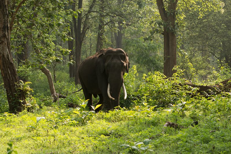 Wildlife photograph