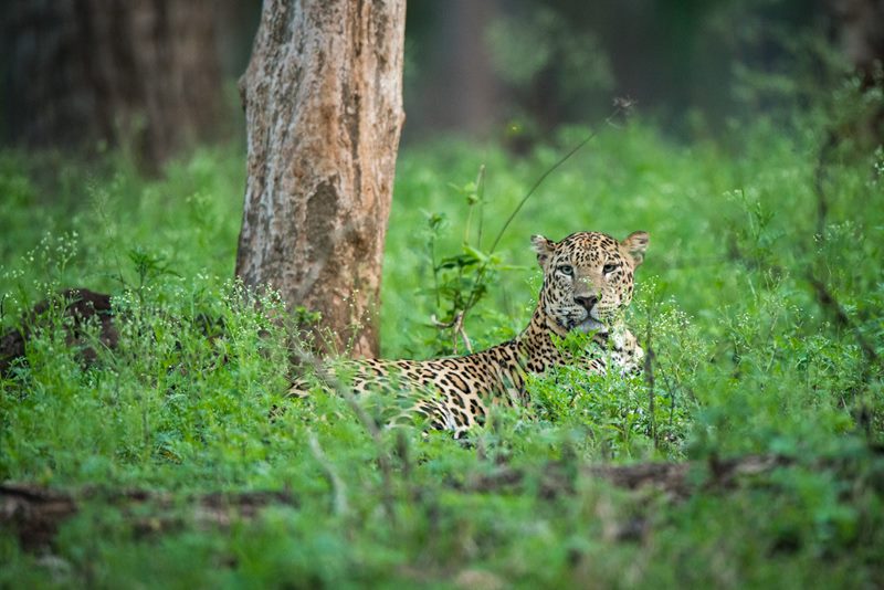 Wildlife photograph