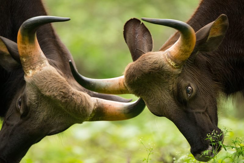 Wildlife photograph