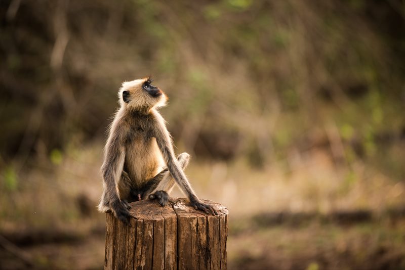 Wildlife photograph