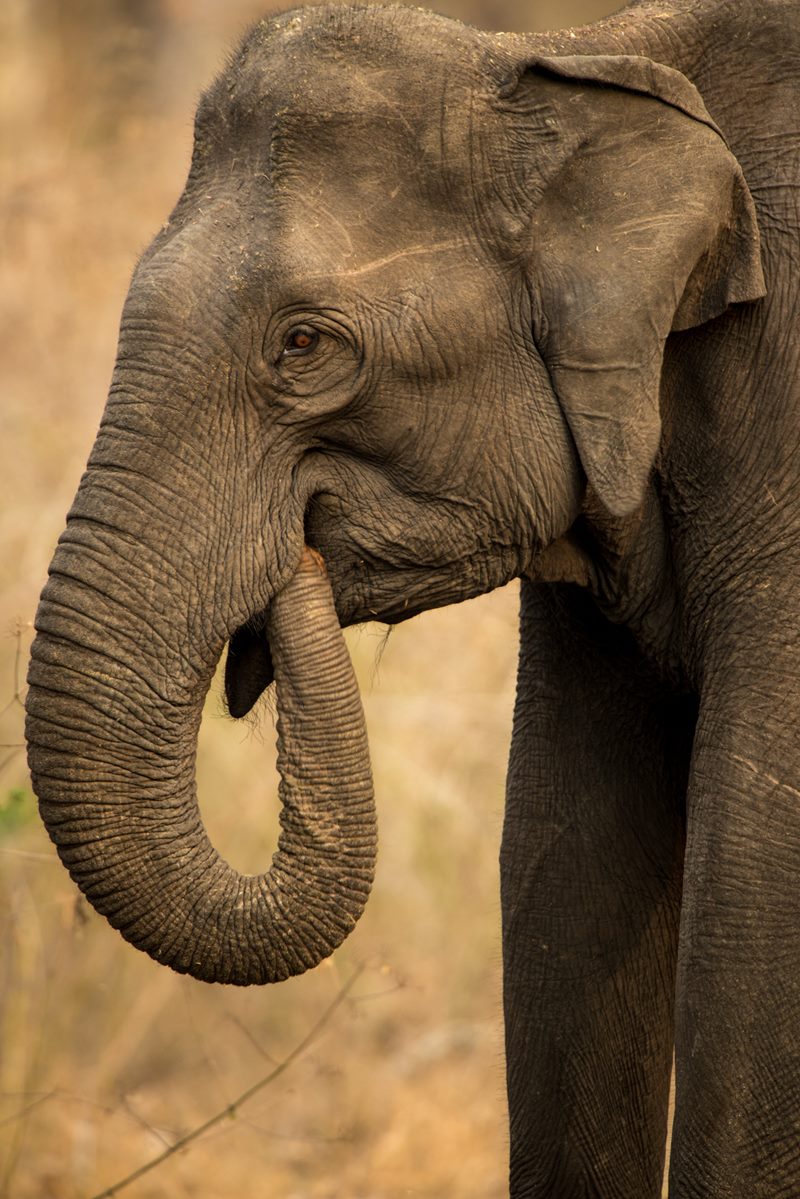 Wildlife photograph
