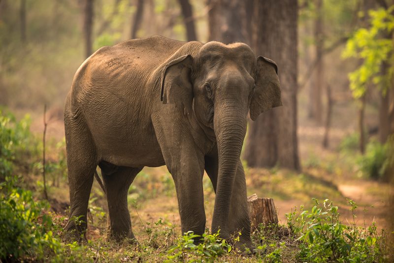 Wildlife photograph