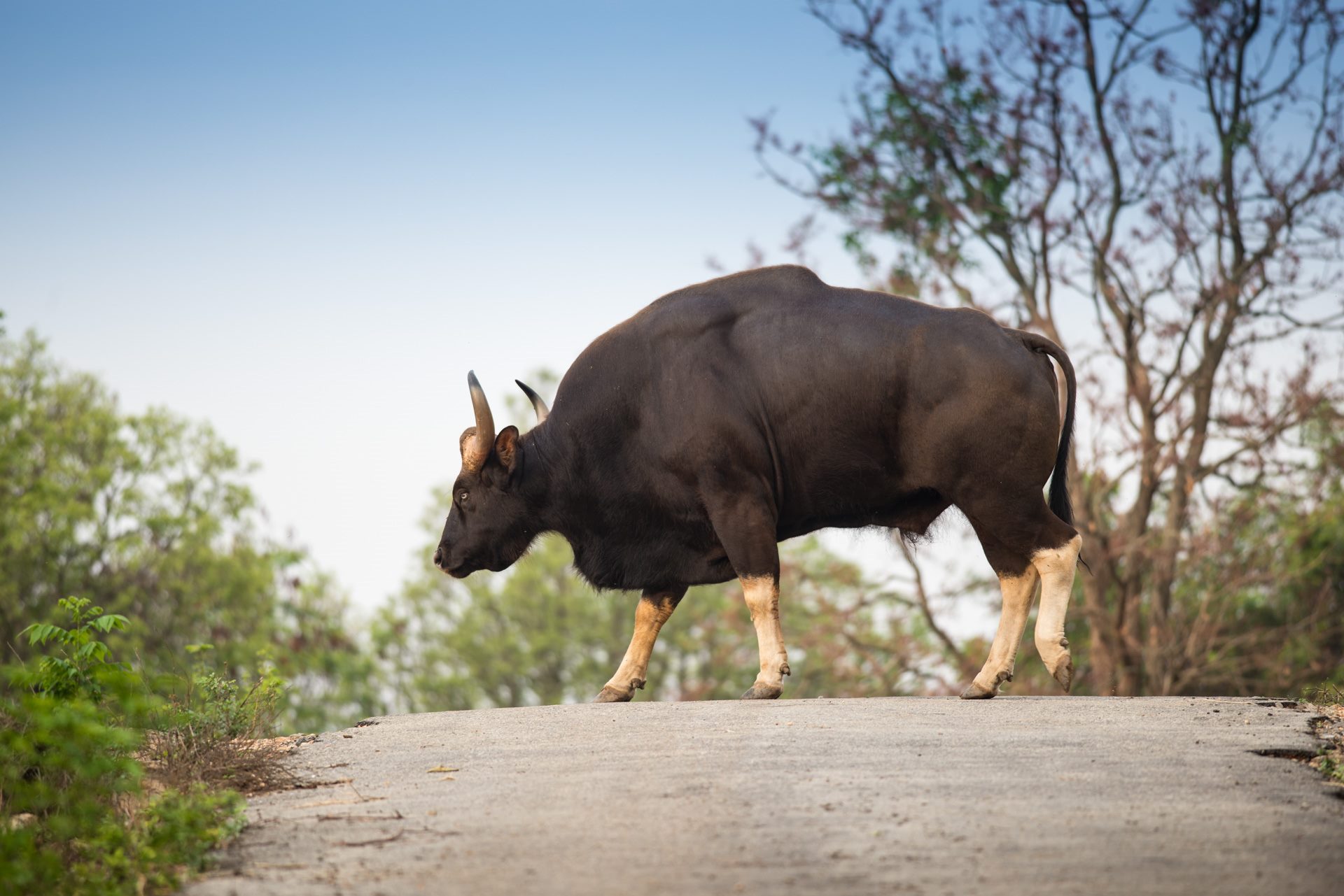 Wildlife photograph